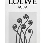 Loewe Agua 44.2 (Loewe)