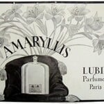 Amaryllis (Lubin)