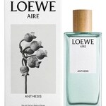 Aire Anthesis (Loewe)