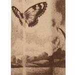 Butterfly (A. P. Babcock)