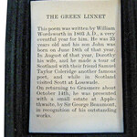 Green Linnet (Unknown Brand / Unbekannte Marke)