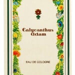 Calycanthus (Eau de Cologne) (Adam)