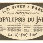 Corylopsis du Japon (L.T. Piver)