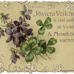 Riviera Veilchen (A. Motsch & Co.)