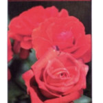 Les Belles Fragrances - Rose (Prestige de Menton)