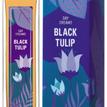 Day Dreams - Black Tulip (Brocard / Брокард)
