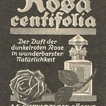 Rosa Centifolia (1910) (J.F. Schwarzlose Berlin)