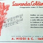 Lavanda Coldinava (A. Niggi & Co.)