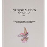 Evening Maiden Orchid (Zara)